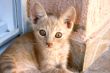 Kitten