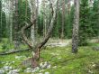 pine trident