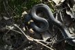 spring, grass snake and sun
