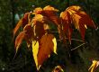 Yellow foliage