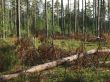 pine forest