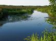 marsh river