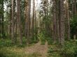 forest road
