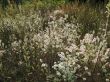 fluffy flowers