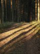 dark pine forest