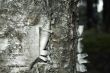 white and grey cortex of the birch