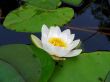 lake water and white lilia