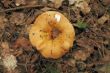 yellow mushroom