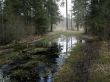 Spring forest
