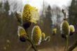 willow flower