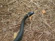 snake motion