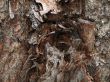 pine cortex
