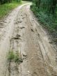 forest sand road