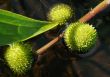 prickly balls