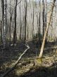 wildness forest