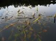 algaes and sky reflection