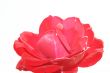 Red rose