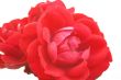 Red roses