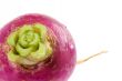 Turnip Bulb