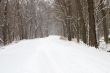 Forest Road in Winter