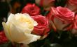 Greater roses.