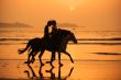 Horses Sunset