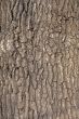 Oak tree bark