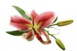 pink lily isolated