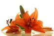 few lilies with reflection