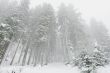 snow-covered pine-tree forest