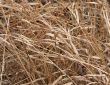 Winter Grass Background