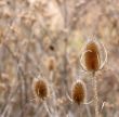 Three Thistles