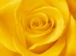 A beautiful yellow rose. Close-up