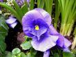 Colorful heartsease with water droplets