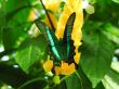 Colorful butterfly on tropical plant