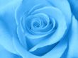 A beautiful blue rose. Close-up