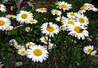 Bees on a ox-eye daisies