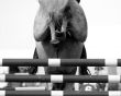 Horse Jump