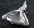 Flapping Swan