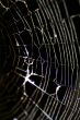 Glowing Cobweb