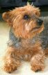 Cute Dog