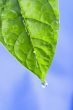 green leaf with water drops