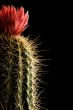 flowering cactus
