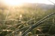 dew on a grass. Sunrise.