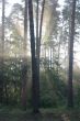 Sunrise beams in wood