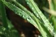 Droplets on grass leaf
