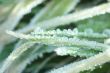 Frozen grass