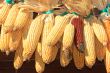 Maize stock