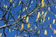 Spring catkins