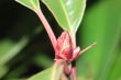 Tree bud
